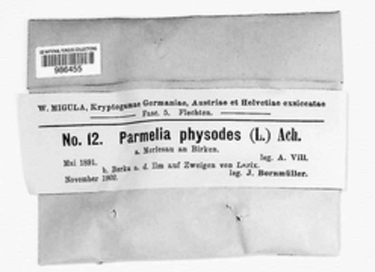 Hypogymnia physodes image